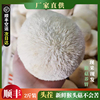 新鲜猴头菇2斤头茬非古田特产，猴菇养胃煲汤现采现发新鲜猴头菇