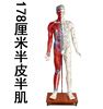 178CM人体针灸穴位模型半肌肉骨骼内脏经络穴位针灸铜人经络模型