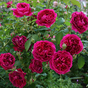 四季开爬藤玫瑰花苗，莎士比亚大花浓香深紫色蔷薇，盆栽花园阳台植物