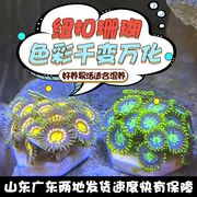 海水纽扣珊瑚海缸除藻生物海水珊瑚沙群海葵花群海葵造景海缸观赏