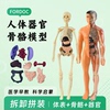 人体模型结构解剖器官，内脏骨骼3d拼装医学生，礼物认知教学儿童玩具