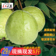 番石榴水果新鲜广东湛江农家果园特产芭乐石榴5斤孕妇水果