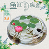 透明大号玻璃花瓶水培花盆金鱼缸(金鱼缸)水养植物，碗莲盆睡莲水仙盆花卉