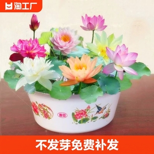 莲子水培植物室内好养种子籽碗莲，荷花盆栽睡莲四季开花卉水养阳台