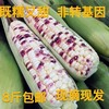 广西特产新鲜现摘粘黏香，玉米非转基因农家10斤白花甜糯玉米35斤
