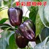 紫彩甜椒种子紫色方农家盆栽春秋椒辣椒蔬菜种籽阳台孑菜园灯笼椒
