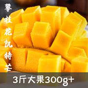 3斤大果300g+ 攀枝花 凯特芒果