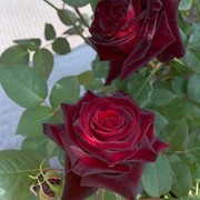 大红色玫瑰月季花苗盆栽老桩卡，罗拉阳台庭院，特大花浓香四季开花卉