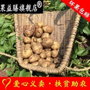 重庆巫溪马铃薯高山迷你黄心小土豆洋芋，新鲜农家净重5斤蔬菜