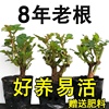 8年老桩玫瑰花苗月季花老桩空气浓香室内阳台四季开大花玫瑰盆栽