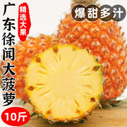 广东徐闻菠萝10斤新鲜水果香水菠萝当季水果非泰国小菠萝凤梨