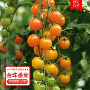 农友金珠樱桃番茄千禧，黑圣女果西红柿盆栽，水果蔬菜水果种孑苗种子