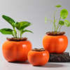 创意柿子绿萝水培花瓶容器鲜花插花盆子水养植物花盆桌面装饰摆件
