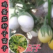 鸡蛋茄寿光蔬菜种苗子，白果观赏茄，种子盆栽蔬菜观赏蔬菜种子