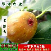 无花果树苗卡独太丰产黄无花果苗，盆栽地栽南方北方种植结果果树苗