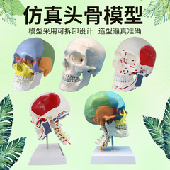 1比1头颅 骷髅头骨模型 医学解剖 头模标本 人体解剖头颅艺用美术