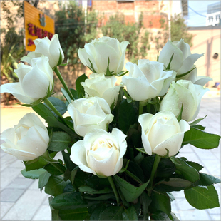 白玫瑰花鲜花花束云南基地，直发速递同城戴安娜艾莎520情人节礼物