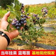 兔眼蓝莓苗南北方，种植盆栽地栽苗带果带土，蓝莓果树苗