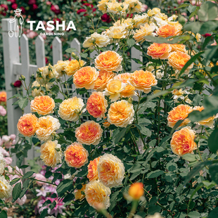 塔莎的花园棒棒糖，月季成都灌木藤本，微型好养阳台庭院花卉