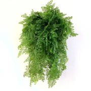 仿真植物藤条 人造把束芹菜草 墙面家居装饰花艺绿植蕨类