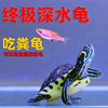 黄耳龟深水龟鱼缸混养小乌龟活物稀有火焰龟小宠物，龟吃粪龟清洁龟