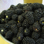 树莓苗当年结果黑树莓种黑莓黑莓果树苗种，庭院盆栽地栽树苗