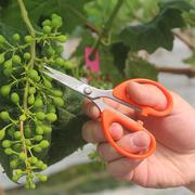 阳光玫瑰葡萄蔬果专用剪翘头疏果剪修枝水果稀果剪带镊子取坏果