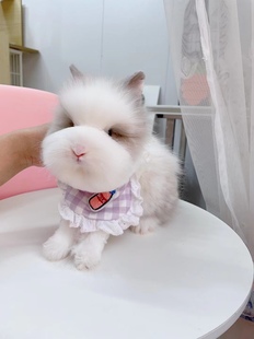 盖脸猫猫兔可以修造型的网红同款