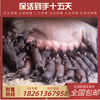 原种太湖母猪苏太母猪杜洛克种公猪长白约克二元种猪30斤活体