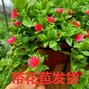 牡丹吊兰盆栽可食用穿心莲红宝石吊兰太阳玫瑰好养植物多年生长期