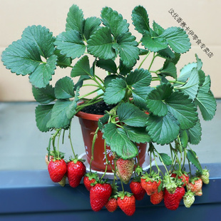 10棵四季草莓苗奶油草莓地栽盆栽食用秧苗牛奶特露天阳台种植当年