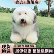 纯种古牧幼犬宠物狗活体古牧犬英国古代牧羊犬截尾犬油漆狗狗活物