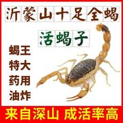 活蝎子沂蒙山活体蝎子十足全蝎活虫食用蝎子，油炸泡酒药用煲汤烧烤