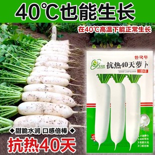 抗热40白玉夏季播长白萝卜种籽大白萝卜种子耐热蔬菜种籽早熟高产