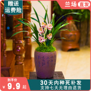 大海轮兰花盆栽植物，名贵建兰好养型兰花苗，带花苞兰草花卉大众国兰