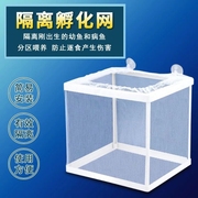 鱼缸孵化盒鱼缸繁殖隔离盒热带孔雀鱼斗鱼水族箱隔离网繁殖箱