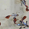 水族孔雀鱼活蝶翼象耳马赛克凤尾群游热带观赏淡水鱼大耳白金红尾