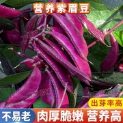 紫眉豆种子高产早熟豆角猪耳朵，红紫扁豆种孑梅豆种籽爬藤蔬菜种籽