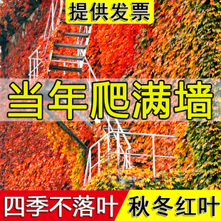 爬山虎树苗爬藤植物三叶五叶，地锦庭院四季常青爬墙虎攀援护坡花卉