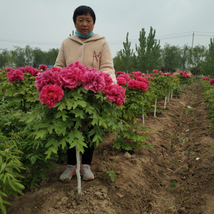 独杆树桩牡丹大苗菏泽牡丹花苗正宗观赏重瓣绿植别墅庭院花园名贵