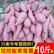 连州红薯有机种植黄心地瓜糖心蜜薯10斤香甜软糯新鲜番薯农家大果