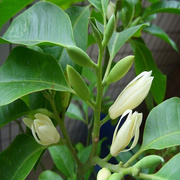 芳香花卉黄兰树苗 白兰花盆栽 白兰花苗 黄桷兰树苗 浓香绿植茉莉