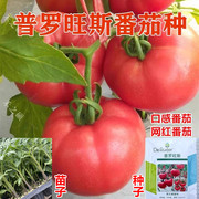 进口普罗旺斯西红柿种子番茄蔬菜种籽产量高口感(高口感)好酸甜鲜食可生吃
