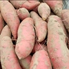 潮汕特产红薯新鲜香甜地瓜潮州农家自种红心番薯广东5斤