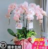 蝴蝶兰花苗鲜花盆栽带花苞花办公桌室内客厅四季花卉植物好养活