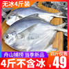 鲳鱼4斤银鲳鱼舟山东海白鲳鱼平鱼新鲜冷冻昌鱼深海鲜活海鲜水产