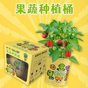 植物大战僵尸种植盆栽番茄种子黄瓜甜椒diy观察适合儿童孩子植物