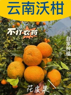 云南柑10斤新鲜水果蜜桔子时令应当季整箱皇帝柑橘子砂糖丑