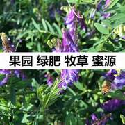 果园绿肥种子紫花苕子种长柔毛野豌豆毛苕子养蜂蜜源草种绿肥种籽