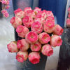 多肉植物粉色山地玫瑰，水蜜桃鸡蛋酒杯，耶罗玫瑰系列室内小盆栽